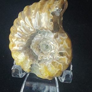 ammonite douvilleiceras mammillatus